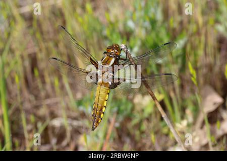 Plattbauch, Männchen, junges Männchen, Männchen unausgefärbt, immatures Männchen, Plattbauch-Libelle, Plattbauchlibelle, Libellula depressa, Platetrum Foto Stock