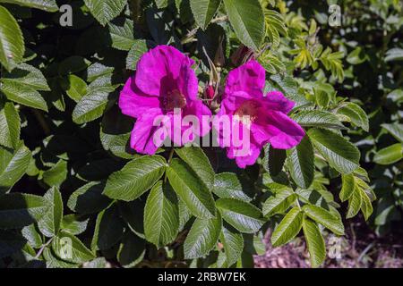 Rosa; Rosa rugosa; estate Foto Stock