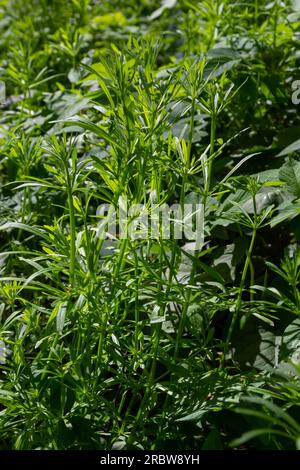 L'aparina di Cleavers Galium è stata usata nella medicina tradizionale per il trattamento dei disturbi del sistema diuretico, linfatico e come disintossicante. Foto Stock