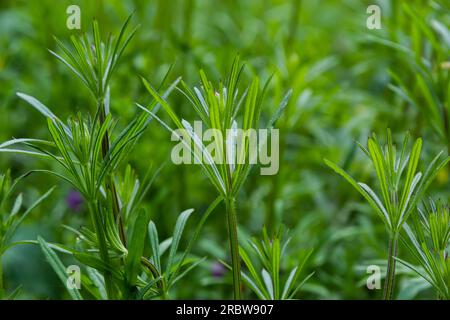 L'aparina di Cleavers Galium è stata usata nella medicina tradizionale per il trattamento dei disturbi del sistema diuretico, linfatico e come disintossicante. Foto Stock