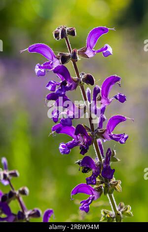 La salvia pratensis, il clario di prato o salvia di prato, è una specie di pianta fiorita della famiglia delle Lamiaceae, originaria dell'Europa, dell'Asia occidentale e del nord Foto Stock