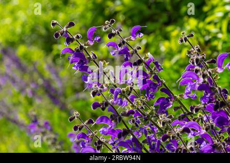 La salvia pratensis, il clario di prato o salvia di prato, è una specie di pianta fiorita della famiglia delle Lamiaceae, originaria dell'Europa, dell'Asia occidentale e del nord Foto Stock