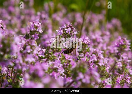 Fioritura fragrante Thymus serpyllum, timo selvatico Breckland, timo strisciante, o timo elfino primo piano, foto macro. Bella cibo e pianta medicinale i Foto Stock