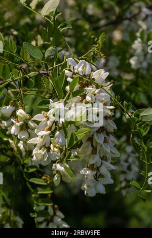 Abbondante fiore ramo di acacia di Robinia pseudoacacia, falsa acacia, nero locusta vicino. Fonte di nettare per miele tenero ma fragrante. Locusta Foto Stock