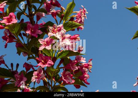 Colorato Weigela Praecox Bouquet fiori di rosa con un petali a cinque lobi, primo piano. Weigela è un arbusto deciduo, ornamentale e fiorito, giardino popolare Foto Stock