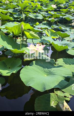 Fiorisce e foglie di loto sull'acqua viste dall'alto e da vicino Foto Stock