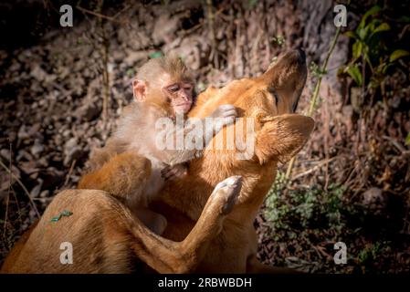 Una coccola soleggiata per i due. Himachal Pradesh, India: Immagini INQUIETANTI mostrano una mamma di cane inseparabile che ha adottato una scimmia orfana come sua Foto Stock