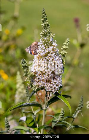 Fioritura fiori di buddleja davidii iin un giardino estivo. Fiori che farfalle amore Foto Stock