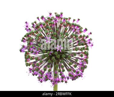 Fiori di Allium macleanii, una specie ornamentale di porro, isolata su bianco. Foto Stock