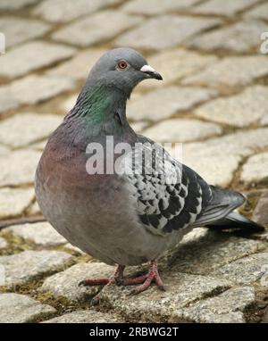 Città colomba (Columba livia domestica) sul marketplace di Greifswald, Meclenburgo-Pomerania Occidentale, Germania. Foto Stock