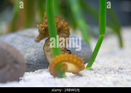 breve cavalluccio marino snodato maschio nell'acquario di bristol Foto Stock