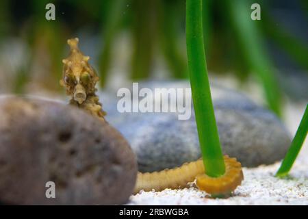 breve cavalluccio marino snodato maschio nell'acquario di bristol Foto Stock