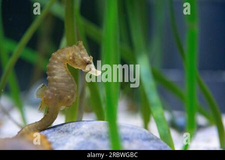 breve cavalluccio marino snodato maschio nell'acquario di bristol Foto Stock