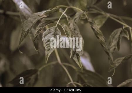 Foglie del wingnut caucasico (Pterocarya fraxinifolia) con un effetto seppia applicato. Foto Stock