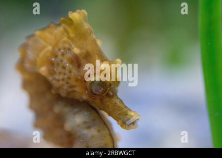 breve cavalluccio marino snodato maschio nell'acquario di bristol Foto Stock