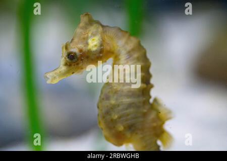 breve cavalluccio marino snodato maschio nell'acquario di bristol Foto Stock