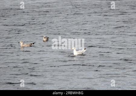 Giovani gabbiani europei di aringa (Larus argentatus) che nuotano con i genitori. Foto Stock