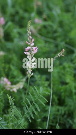 Fiori della sainfoin comune (Onobrychis viciifolia). Foto Stock