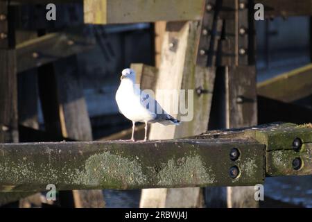 Gabbiano dell'aringa europea adulto (Larus argentatus) seduto su una trave di legno in una regione costiera. Foto Stock