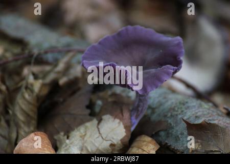 Amethyst Deceiver (Laccaria amethystina) in Germania. Foto Stock