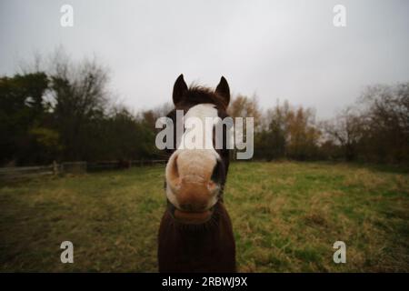 Macro shot frontale grandangolare di un cavallo marrone e bianco. Foto Stock