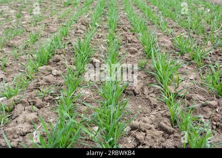 Buone semine di grano invernale nel campo primaverile Foto Stock