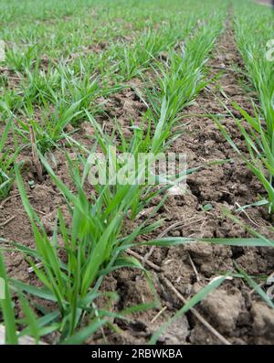 Buone semine di grano invernale nel campo primaverile Foto Stock