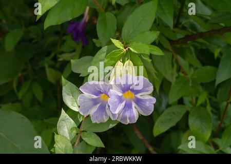 Vista ravvicinata dei fiori variegati viola blu e bianco di thunbergia erecta arbusto, noto anche come vite di orologeria del Bush o mantello del re all'aperto in un giardino tropicale Foto Stock