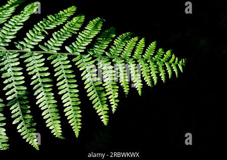 felce comune su sfondo nero Foto Stock