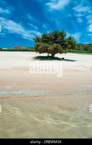 Porto Mannu, Capo d’Orso, Palau, Sardegna, Italia, Europa Foto Stock