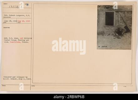 Il soldato Robert Longacre dell'VIII secolo è fotografato mentre dà da mangiare a un corvo domestico a Bonvillers, in Francia. La foto scattata il 28 giugno 1918 dal sergente F.D. Wolk del 1st Division Dental Corps. L'immagine è stata censurata e pubblicata da M.I.B. censor il 2 luglio 1918. Documento d'identità con foto: 13502." Foto Stock