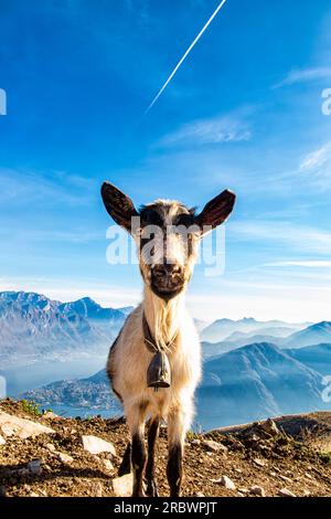 Primo piano di una capra sul Lago di Como Foto Stock