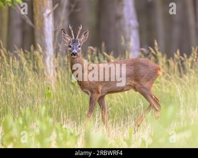 Capreolo maschio di Roebuck (Capreolus capreolus) sulla bonifica nel parco nazionale forestale, Pusztaszer, Ungheria. Maggio. Scenario naturale in Europa. Foto Stock