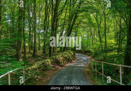 Questo paesaggio dà la sensazione di pedalare su una tortuosa strada di campagna in primavera attraverso un bosco di foglie verdi fresche alla luce del sole. Foto Stock