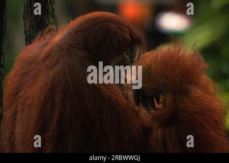 Orangutan maschio alfa selvatico appeso su un albero, individuo adulto potente solitario, che mangia i frutti forniti dai ranger al centro di cura. Immagine a tutto corpo. Foto Stock