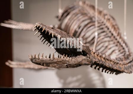 Fossile di dinosauro plesiosauro (dettaglio della testa) in mostra per Sotheby's Live Natural History Auction durante la stampa Photo Call a New York il 10 luglio 2023 Foto Stock