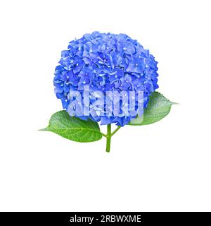 Primo piano della testa del fiore di Hydrangea macrophylla blu isolato su bianco. Impianto di fioritura di Hortensia. Foto Stock