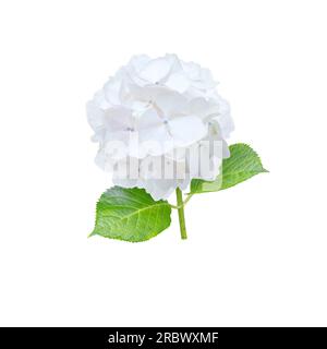 Primo piano del fiore di ortensia bianco isolato su bianco. Impianto di fioritura di Hortensia. Foto Stock