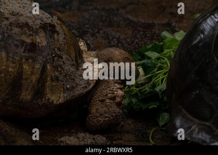 Due tartarughe africane speronato che mangiano durante la pioggia: Centrochelys sulcata, grandi tartarughe di cespugli africani, boschi e praterie, lago Langan Foto Stock