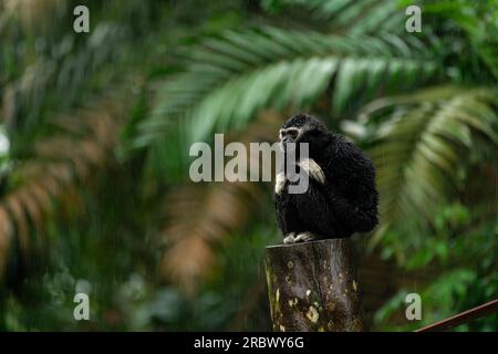 Un Gibbon bianco seduto sotto la pioggia. Sembra triste, come se stesse contemplando delle cattive notizie. Molti Gibbon provengono dal sud-est asiatico Foto Stock