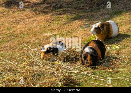 Tre cavie camminano in un prato tra erba secca. Foto Stock