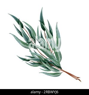 Bouquet australiano di eucalipto di rami illustrazione botanica. Ramoscello ad acquerello disegnato a mano di piante medicinali Foto Stock