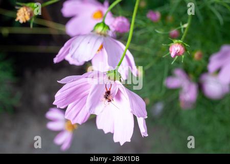 Auricolare europeo Forficula auricularia seduto su un cosmo di fiori viola nel giardino. Foto Stock