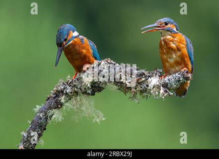 Un bellissimo Kingfisher, (Alcedo atthis), arroccato su un ramo sopra uno stagno Foto Stock