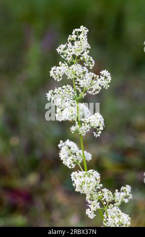 Bedstraw hedge Foto Stock