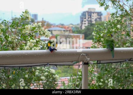 2 pappagalli sul balcone Foto Stock