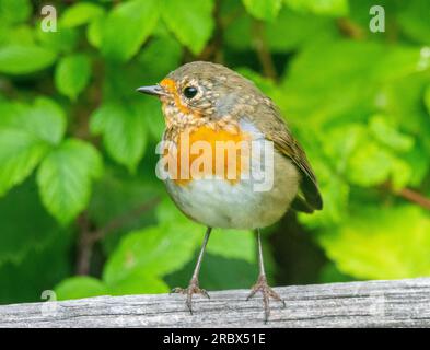 Formatura di Robin giovanile (erithacus rubecula) Foto Stock