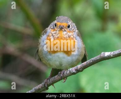 Formatura di Robin giovanile (erithacus rubecula) Foto Stock