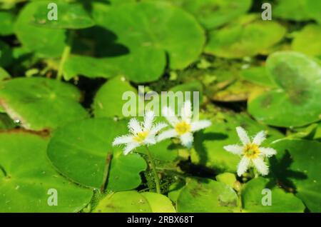 Primo piano di un piccolo giglio d'acqua fiocco di neve o frangia d'acqua bianca su pastiglie verdi vibranti Foto Stock