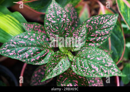 Primo piano delle piante in vaso di Polka Dot che crescono nel giardino Foto Stock